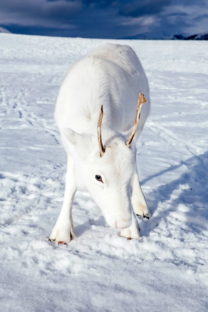 Природное чудо: в сети появились снимки редкого белого оленя - фото 414473