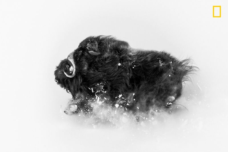 Победители National Geographic Photo Contest 2018: кадры, меняющие мировоззрения - 415003 Победители National Geographic Photo Contest 2018: кадры, меняющие мировоззрения - фото 415003