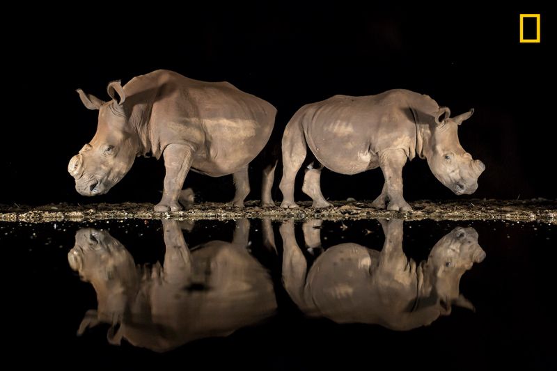 Победители National Geographic Photo Contest 2018: кадры, меняющие мировоззрения - 415004 Победители National Geographic Photo Contest 2018: кадры, меняющие мировоззрения - фото 415004