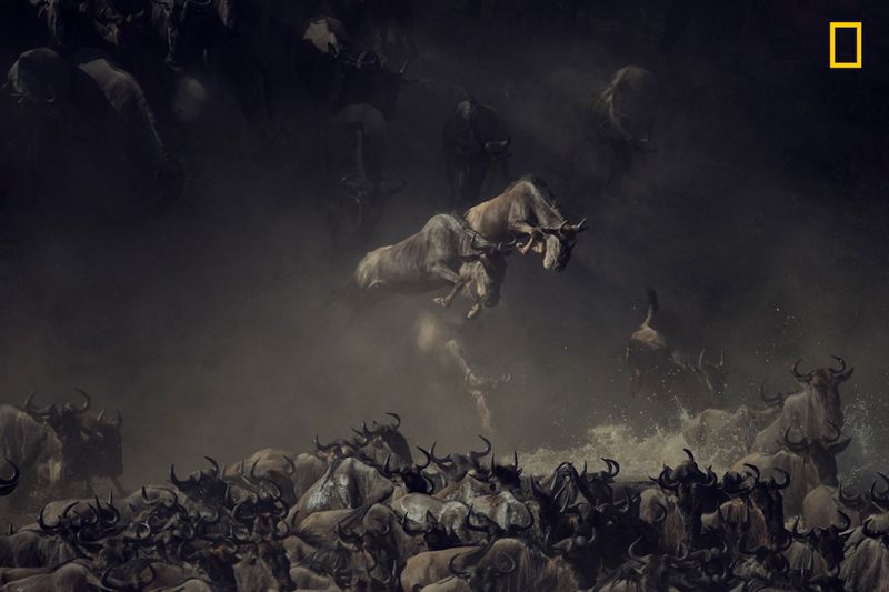 Победители National Geographic Photo Contest 2018: кадры, меняющие мировоззрения - 415005 Победители National Geographic Photo Contest 2018: кадры, меняющие мировоззрения - фото 415005
