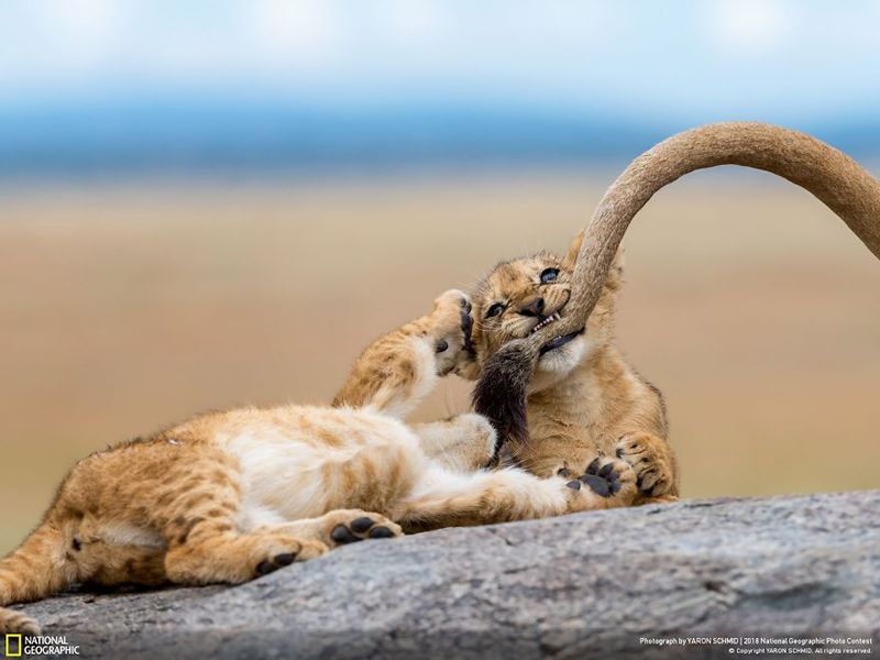 Победители National Geographic Photo Contest 2018: кадры, меняющие мировоззрения - 415006 Победители National Geographic Photo Contest 2018: кадры, меняющие мировоззрения - фото 415006