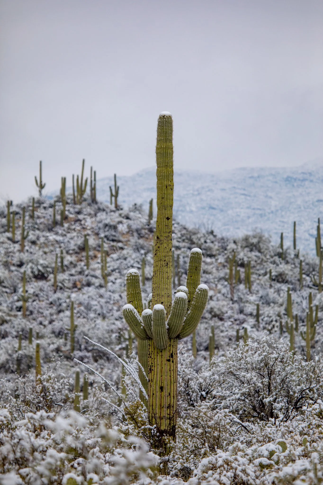 В жаркой Аризоне выпал снег: заснеженные кактусы - очень странное зрелище - фото 418491