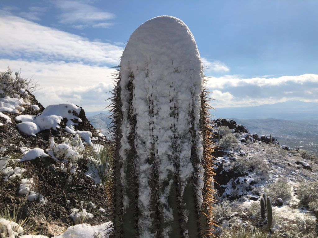 В спекотній Аризоні випав сніг: засніжені кактуси - дуже дивне видовище - фото 418492