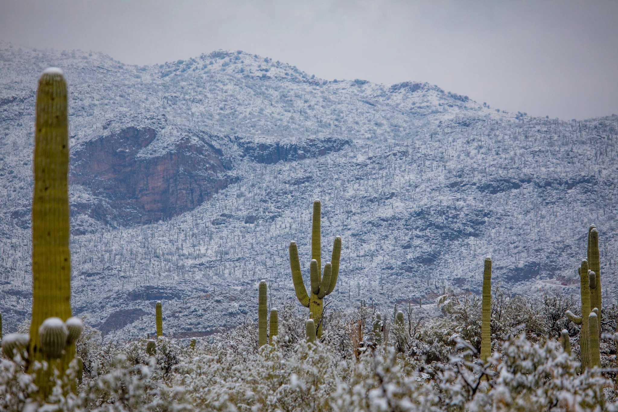 В спекотній Аризоні випав сніг: засніжені кактуси - дуже дивне видовище - фото 418493