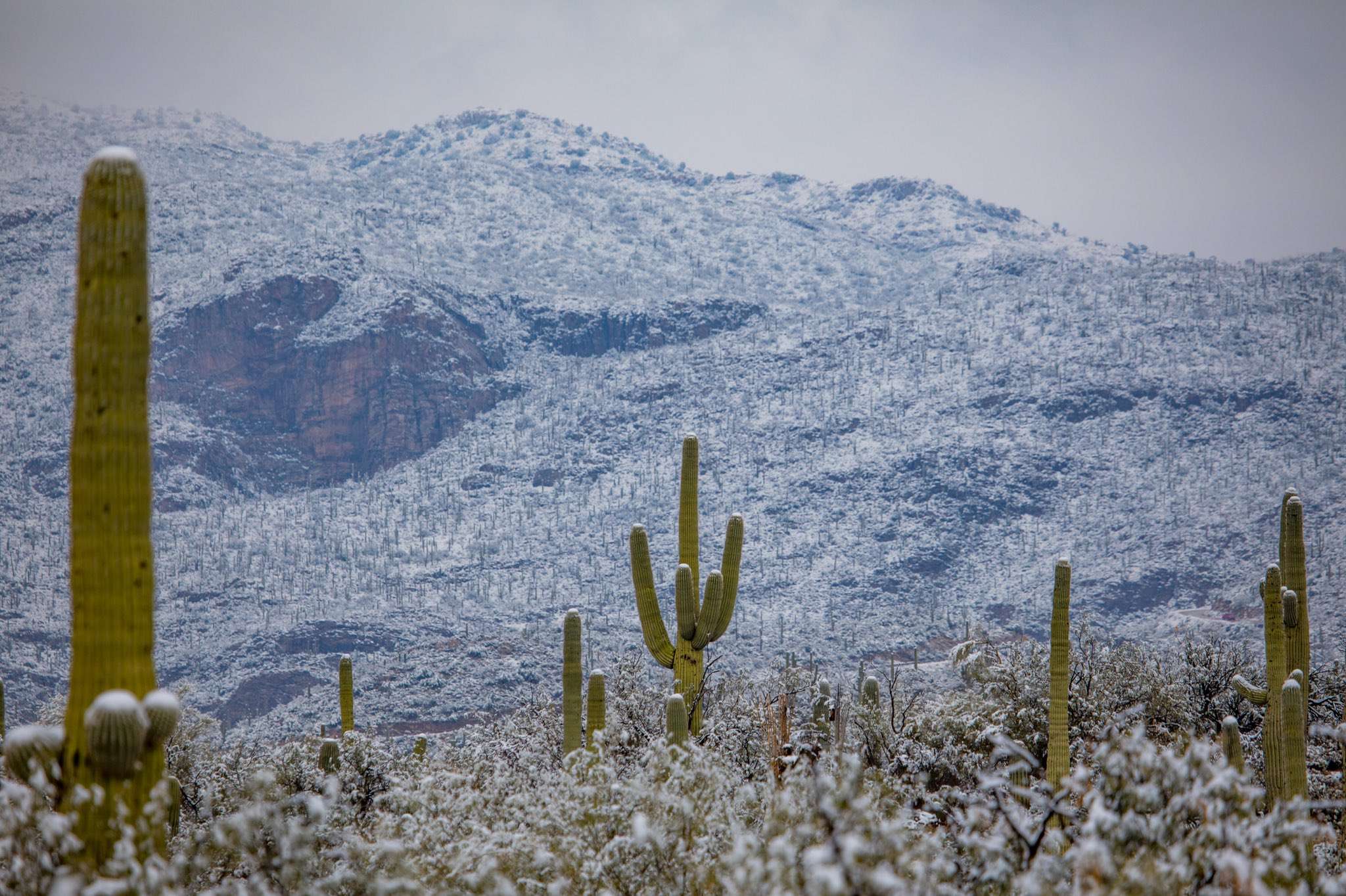 В спекотній Аризоні випав сніг: засніжені кактуси - дуже дивне видовище - фото 418493
