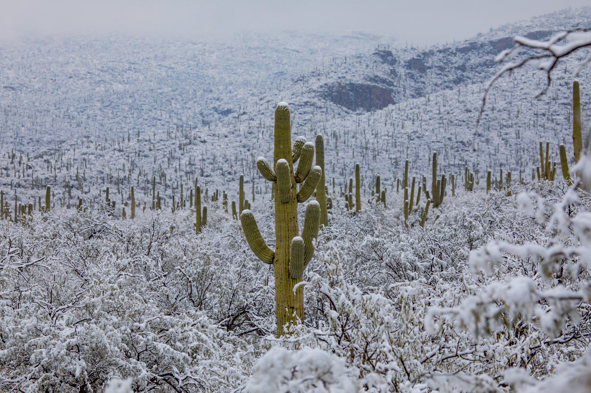В спекотній Аризоні випав сніг: засніжені кактуси - дуже дивне видовище - фото 418494