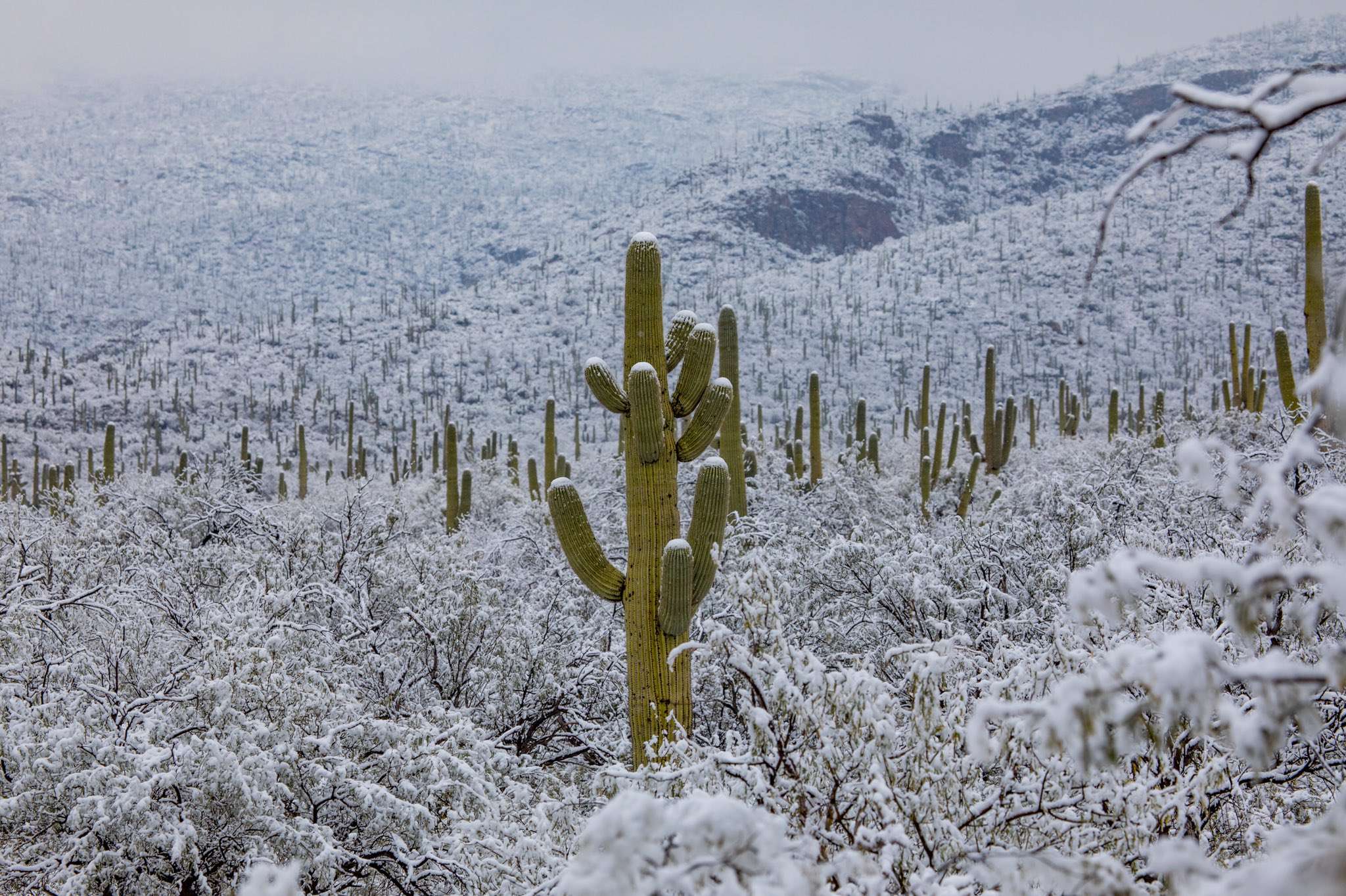 В жаркой Аризоне выпал снег: заснеженные кактусы - очень странное зрелище - фото 418494