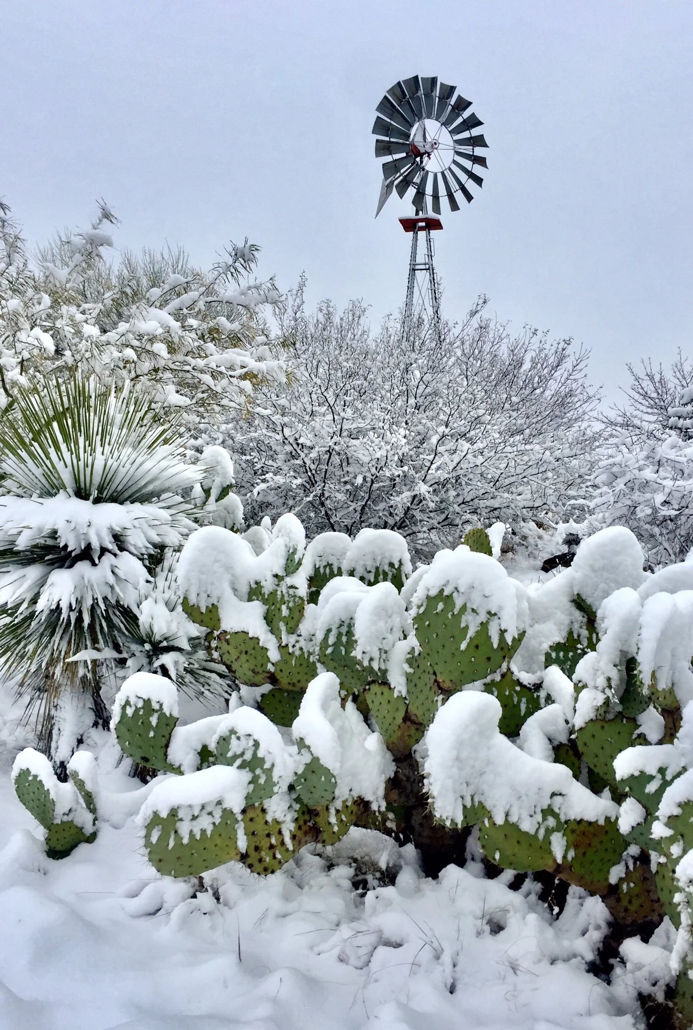 В спекотній Аризоні випав сніг: засніжені кактуси - дуже дивне видовище - фото 418495