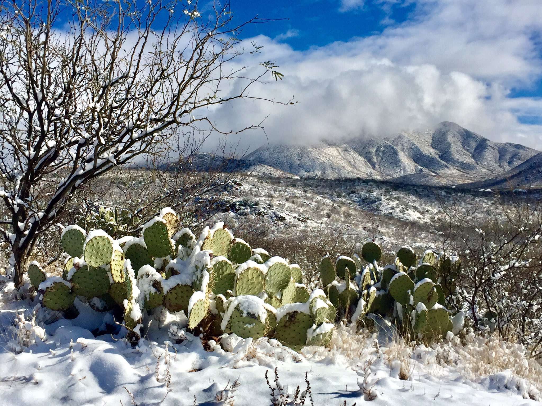 В спекотній Аризоні випав сніг: засніжені кактуси - дуже дивне видовище - фото 418496