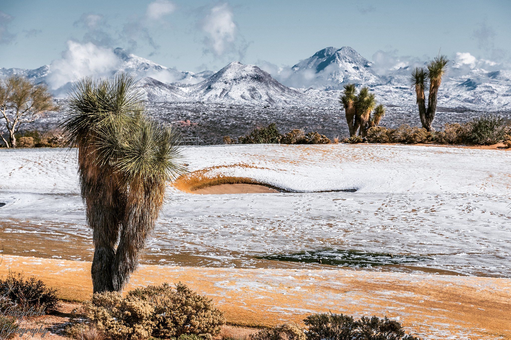 В спекотній Аризоні випав сніг: засніжені кактуси - дуже дивне видовище - фото 418497