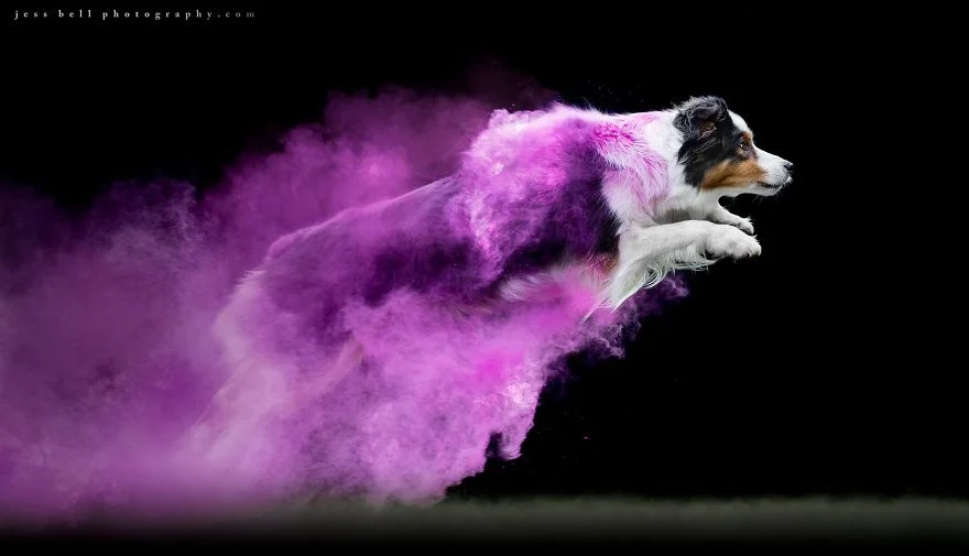 Фотограф превратил собак на яркие кометы, и это - чудо из чудес - фото 419377