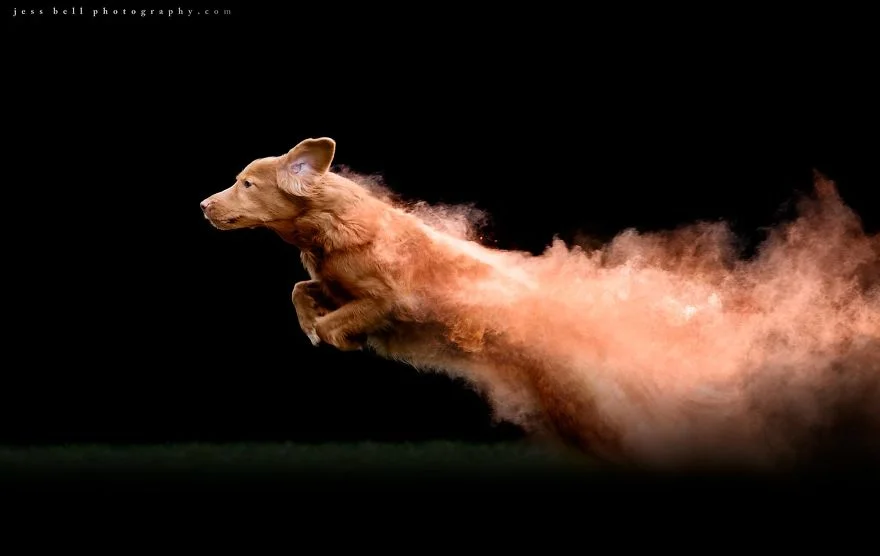 Фотограф превратил собак на яркие кометы, и это - чудо из чудес - фото 419379