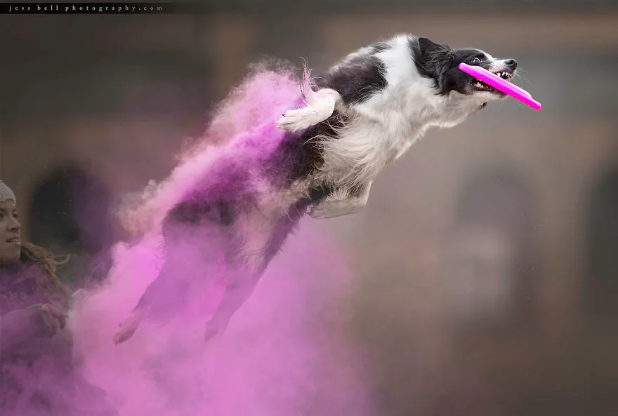 Фотограф превратил собак на яркие кометы, и это - чудо из чудес - фото 419382