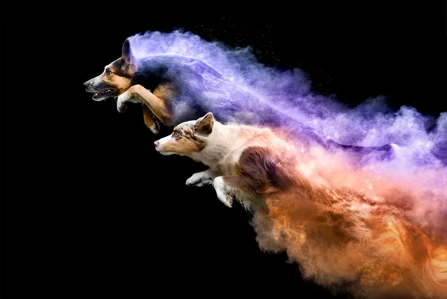 Фотограф перетворив собак на яскраві комети, і це - чудо з чудес - фото 419386