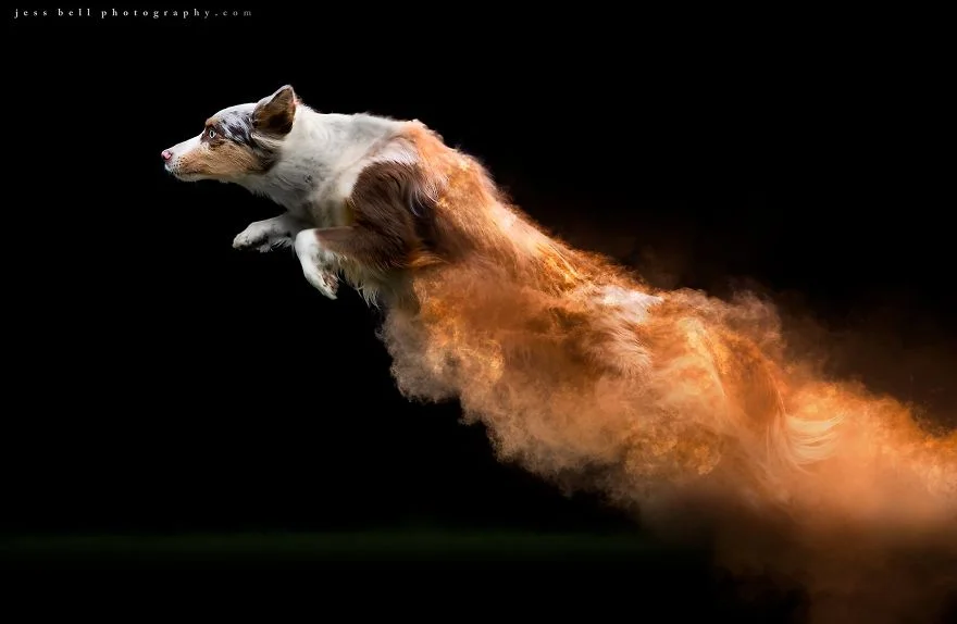 Фотограф превратил собак на яркие кометы, и это - чудо из чудес - фото 419388