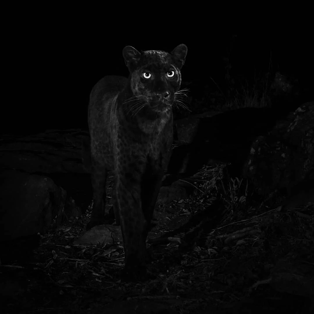 Впервые за 100 лет сфотографировали редкого черного леопарда, и это уникальное зрелище - фото 421840