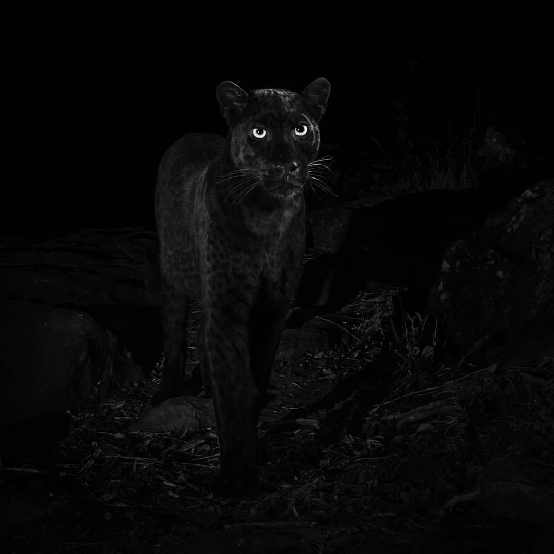 Вперше за 100 років сфотографували рідкісного чорного леопарда, і це унікальне видовище - фото 421840