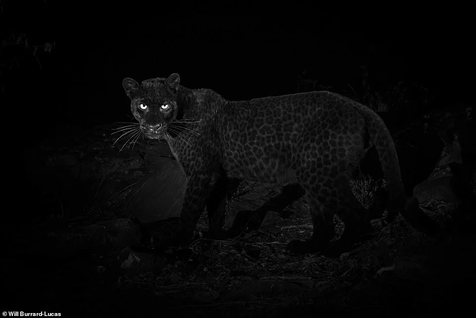 Вперше за 100 років сфотографували рідкісного чорного леопарда, і це унікальне видовище - фото 421842