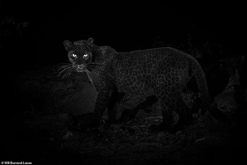 Впервые за 100 лет сфотографировали редкого черного леопарда, и это уникальное зрелище - фото 421842