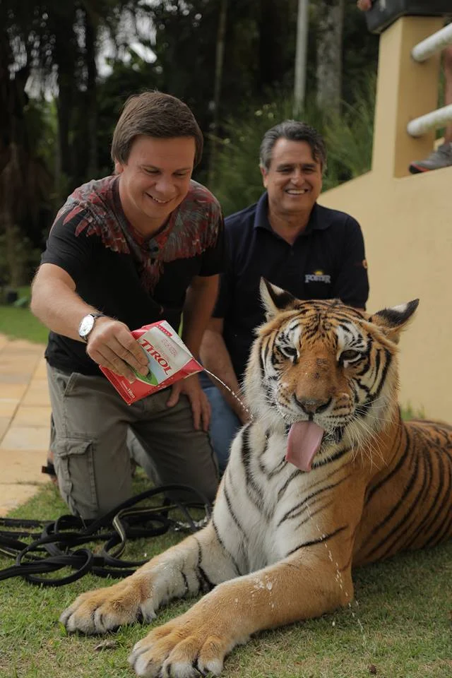 Безстрашний Дмитро Комаров побавився зі 270-кілограмовими тиграми у клітці - фото 421919