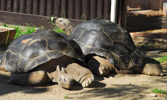 Черепахи встречались 50 лет и разошлись - такой истории любви вы еще не слышали - фото 422405