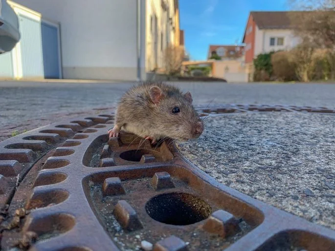 Спасение толстенькой крысы: в Германии провели необычную спасательную операцию (відео) - фото 423514