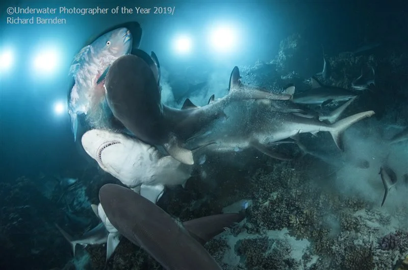Найкращі підводні фото 2019 року - ТОП магнетичних знімків, які тебе приголомшать - фото 423836