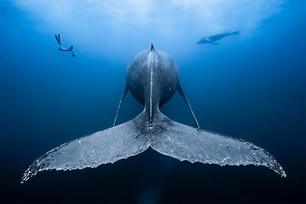 Лучшие подводные фото 2019 года - ТОП магнетических снимков, которые тебя ошеломят - фото 423837