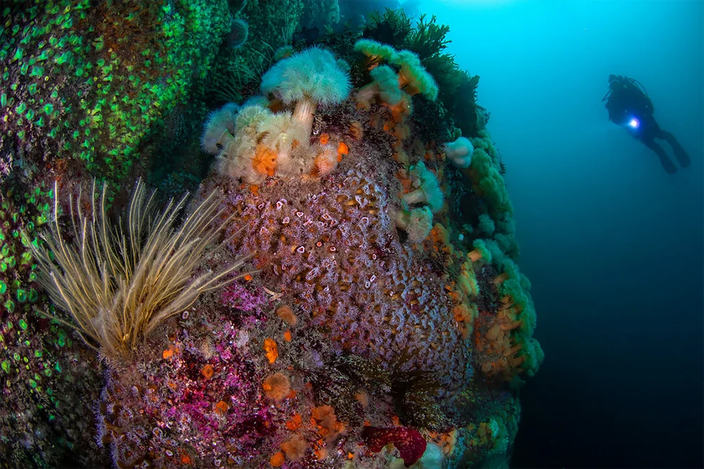Лучшие подводные фото 2019 года - ТОП магнетических снимков, которые тебя ошеломят - фото 423846