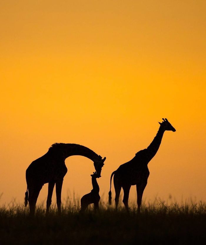 Финалисты Instagram-конкурса National Geographic 2019 - наслаждение для твоих глаз - фото 423976