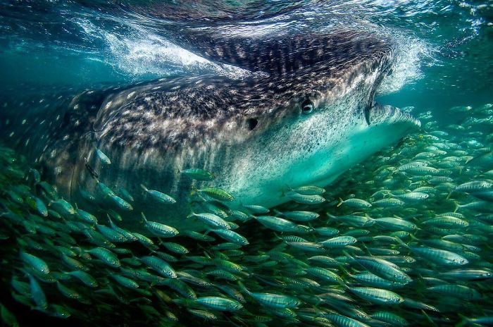 Финалисты Instagram-конкурса National Geographic 2019 - наслаждение для твоих глаз - фото 423978