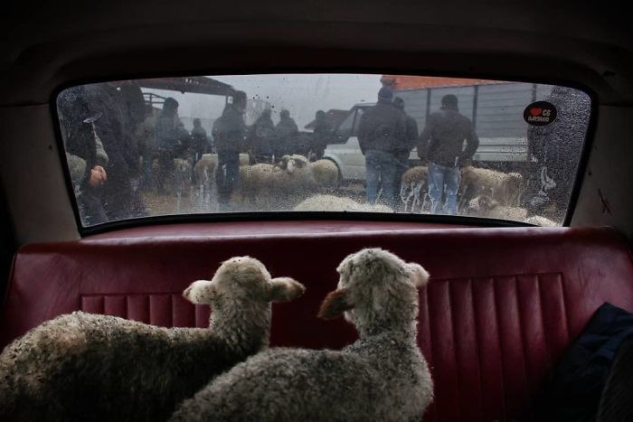 Финалисты Instagram-конкурса National Geographic 2019 - наслаждение для твоих глаз - фото 423979