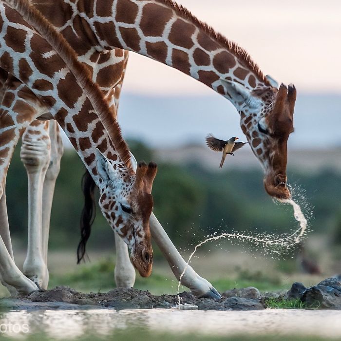 Финалисты Instagram-конкурса National Geographic 2019 - наслаждение для твоих глаз - фото 424003