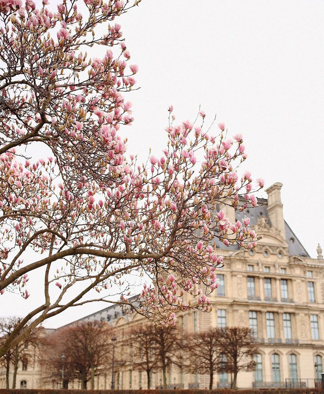 У Парижі зацвіла магнолія - і це захоплююча краса - фото 424156