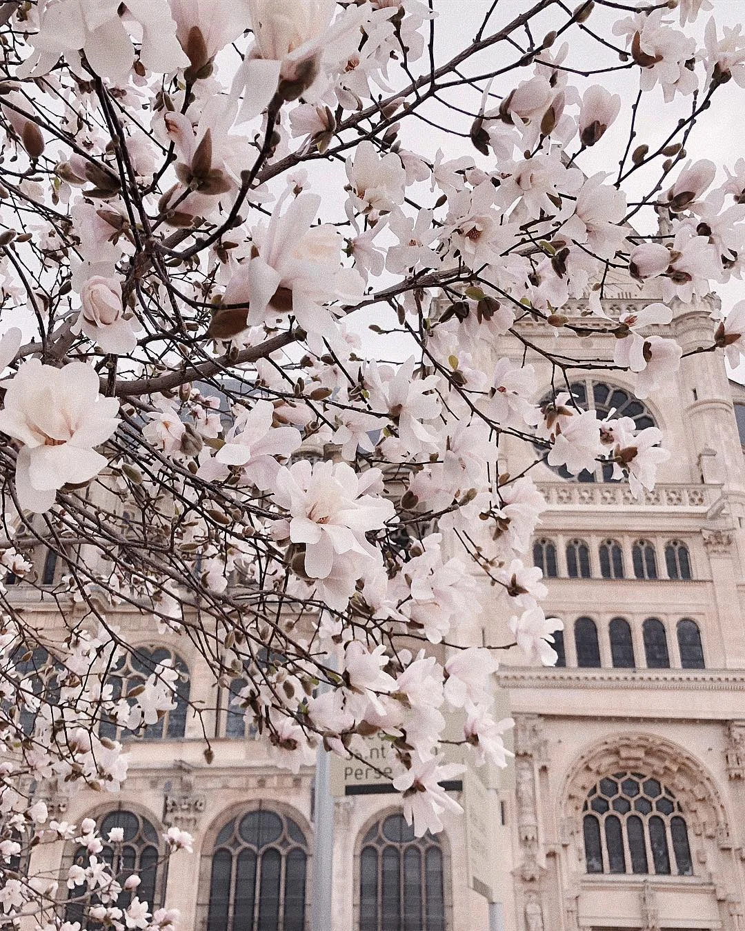 В Париже зацвела магнолия - и это захватывающая красота - фото 424157