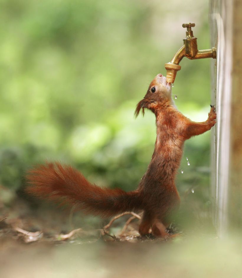 Австралієць так прикольно фотографує гризунів, що ти просто не зможеш стримати посмішку - 425186 Австралієць так прикольно фотографує гризунів, що ти просто не зможеш стримати посмішку - фото 425186