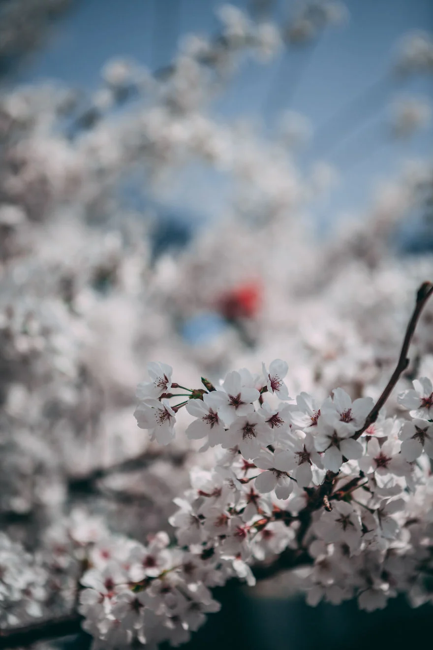 В Южной Корее зацвели вишни - это самое красивое доказательство, что весна уже пришла - фото 425518