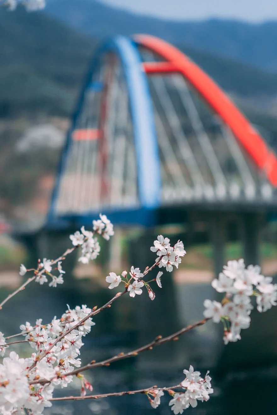 В Южной Корее зацвели вишни - это самое красивое доказательство, что весна уже пришла - фото 425519