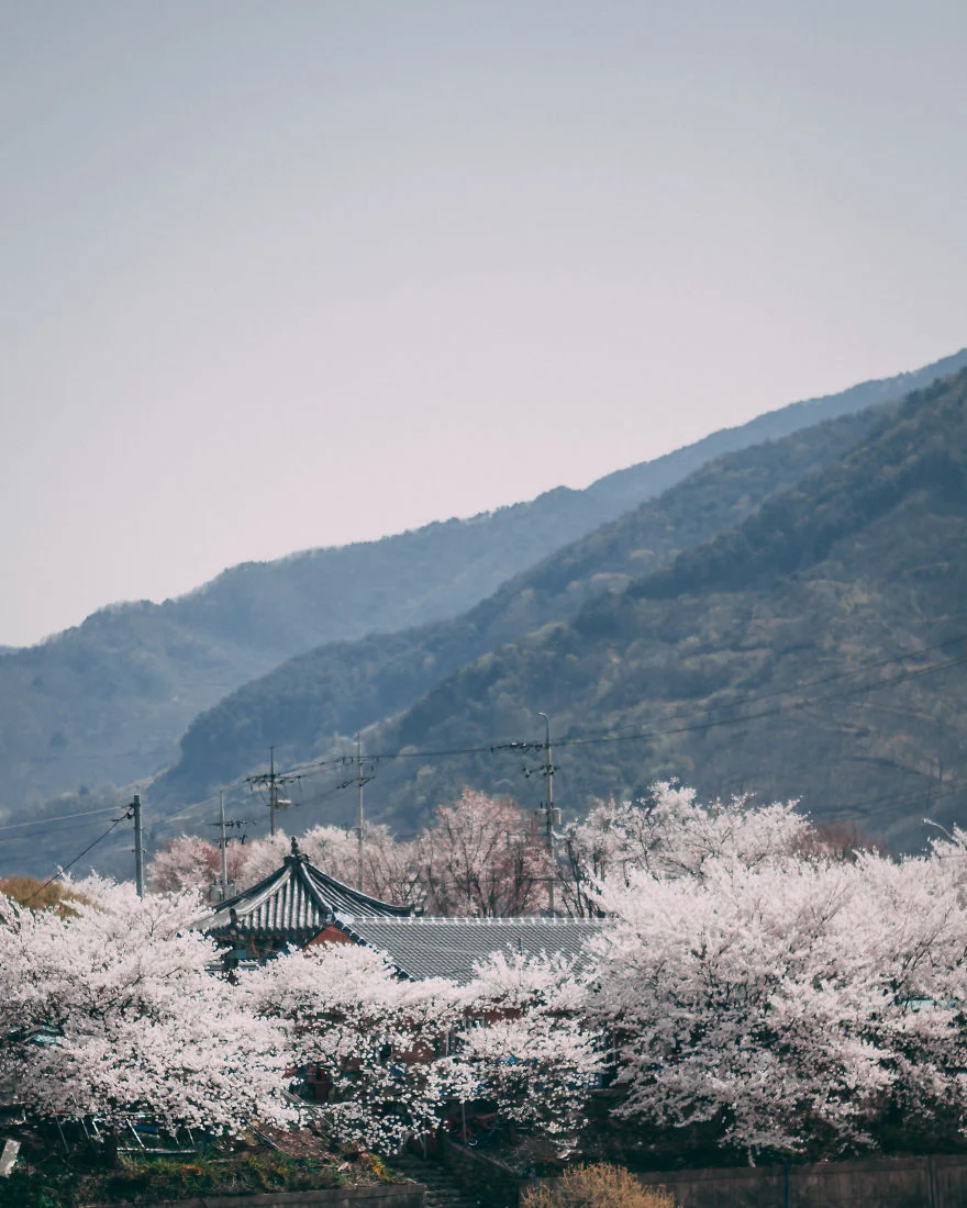 В Південній Кореї зацвіли вишні - це найкрасивіший доказ, що весна вже прийшла - фото 425520