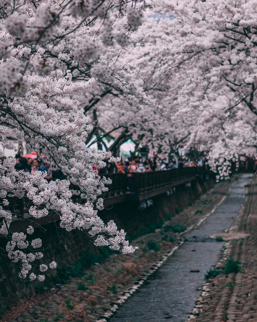 В Южной Корее зацвели вишни - это самое красивое доказательство, что весна уже пришла - фото 425521