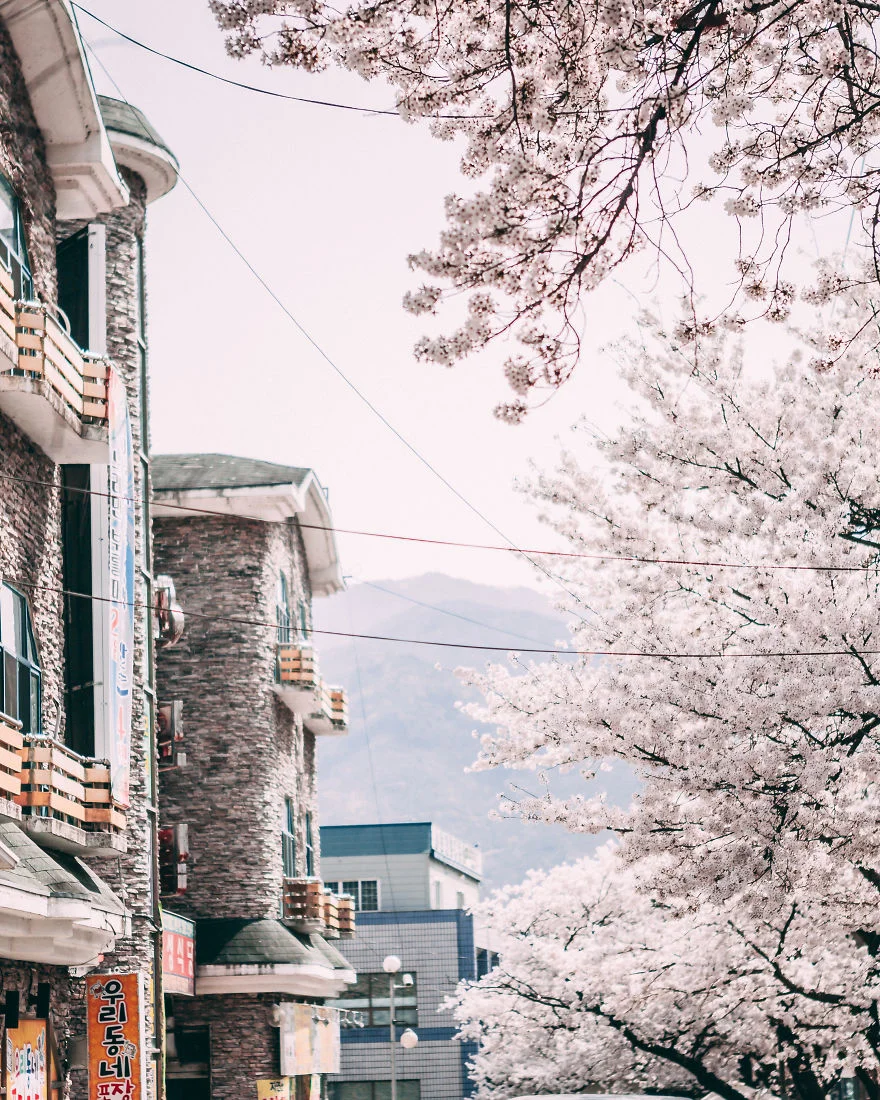 В Південній Кореї зацвіли вишні - це найкрасивіший доказ, що весна вже прийшла - фото 425522