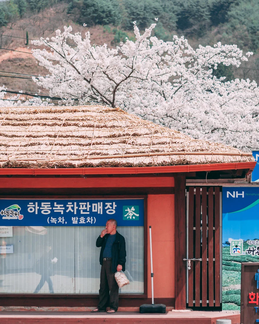 В Південній Кореї зацвіли вишні - це найкрасивіший доказ, що весна вже прийшла - фото 425523