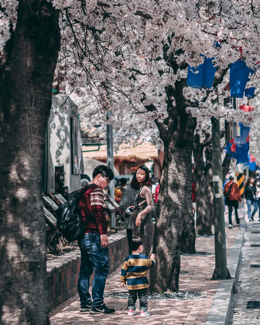 В Південній Кореї зацвіли вишні - це найкрасивіший доказ, що весна вже прийшла - фото 425524
