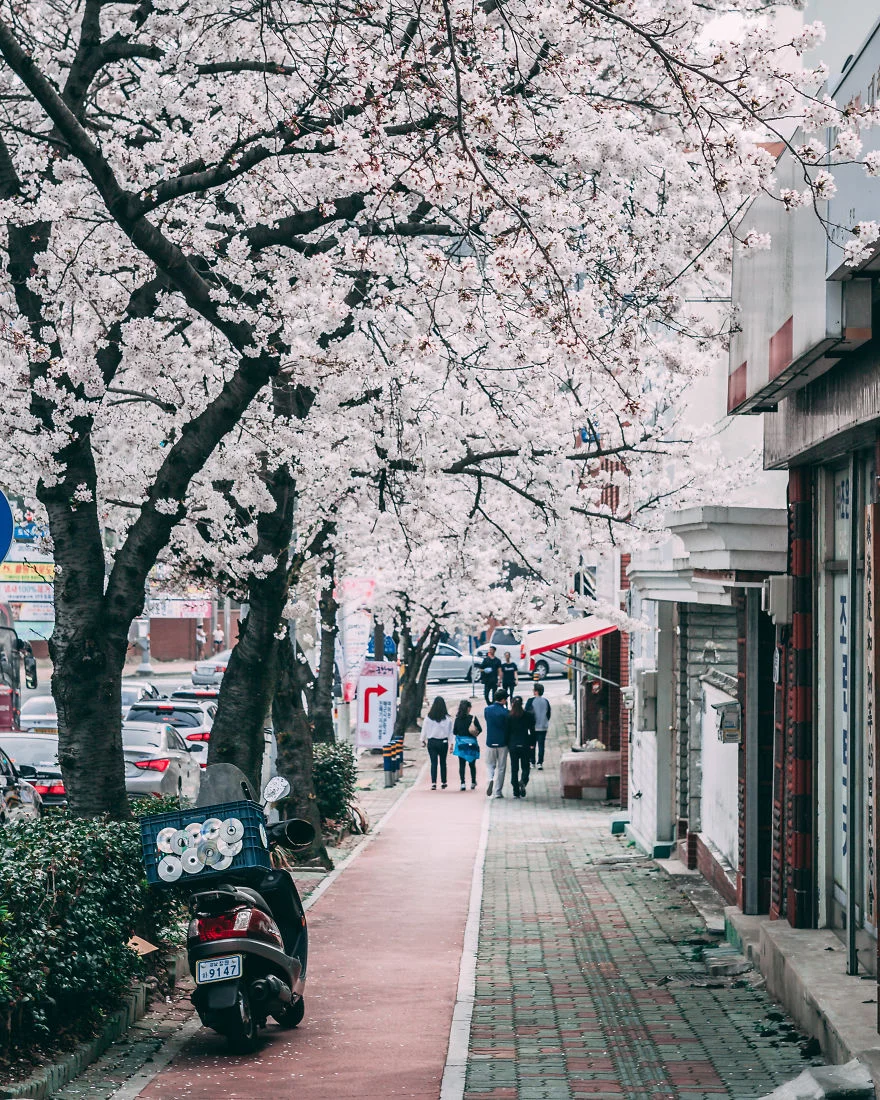 В Південній Кореї зацвіли вишні - це найкрасивіший доказ, що весна вже прийшла - фото 425526