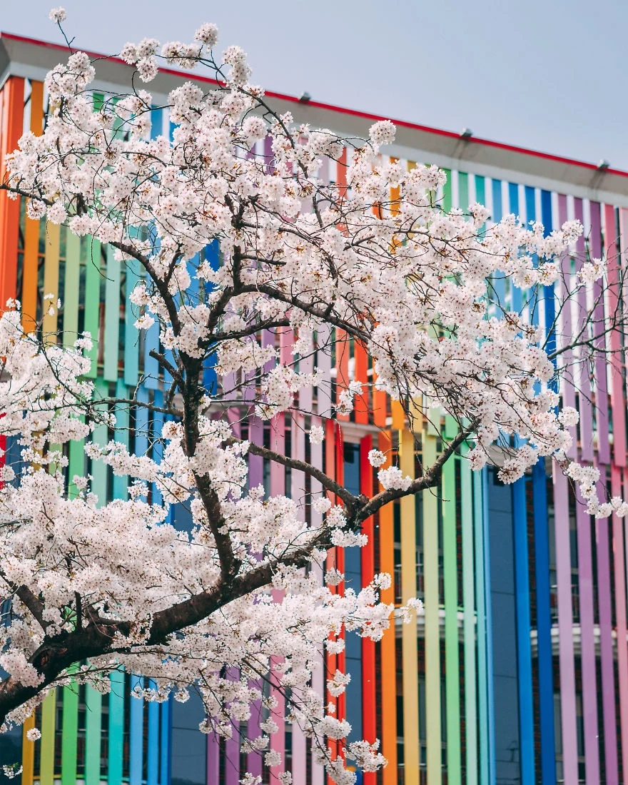 В Южной Корее зацвели вишни - это самое красивое доказательство, что весна уже пришла - фото 425527