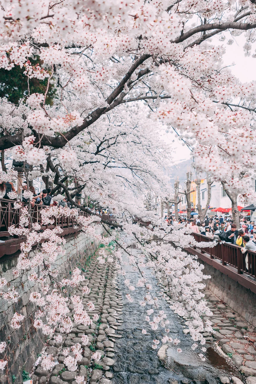 В Южной Корее зацвели вишни - это самое красивое доказательство, что весна уже пришла - фото 425528