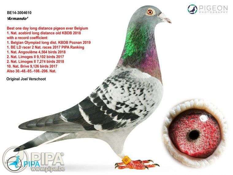 Вот тебе и курлык-курлык: китаец купил голубя за 1,25 миллиона евро - фото 425727