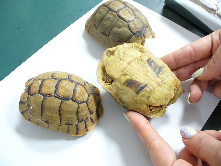 Бешеный дедушка пытался вывезти из Каира редких черепах под видом пирожных - 426200 Бешеный дедушка пытался вывезти из Каира редких черепах под видом пирожных - фото 426200