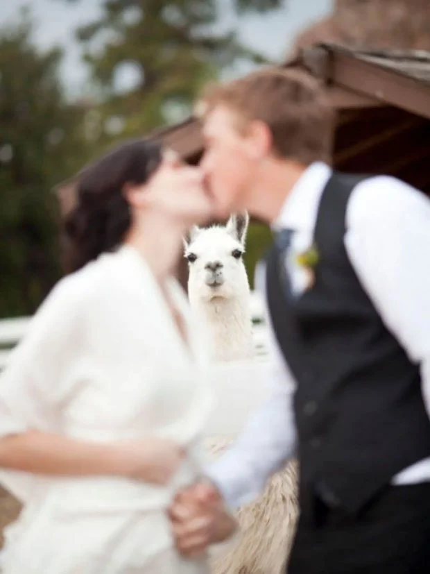 25 эпических свадебных фото, от которых ты будешь в шоке - фото 427563