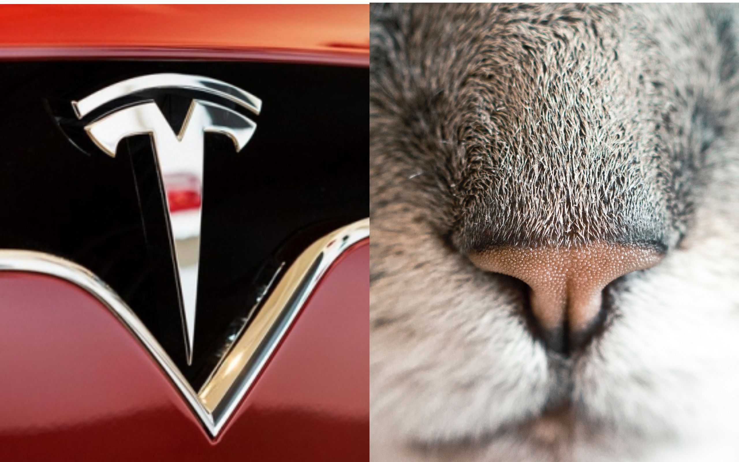 Ілон Маск зізнався, що насправді означає логотип Tesla - 427779 Ілон Маск зізнався, що насправді означає логотип Tesla - фото 427779